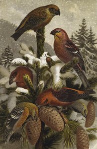 Crossbill and Pine Grosbeak by European School